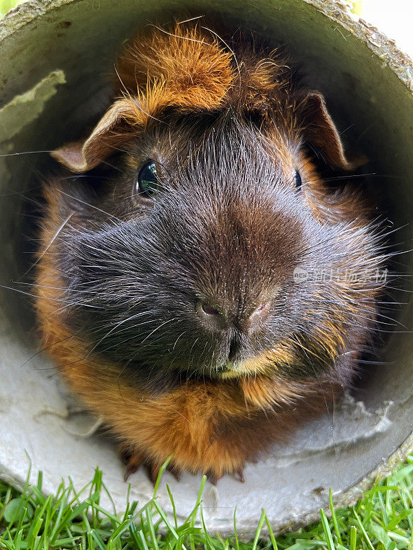 特写图像的雌性，橙色/生姜和棕色短毛阿比西尼亚豚鼠，豚鼠吃绿草，同时躲在纸板隧道覆盖干草，室外草坪围栏，花园背景